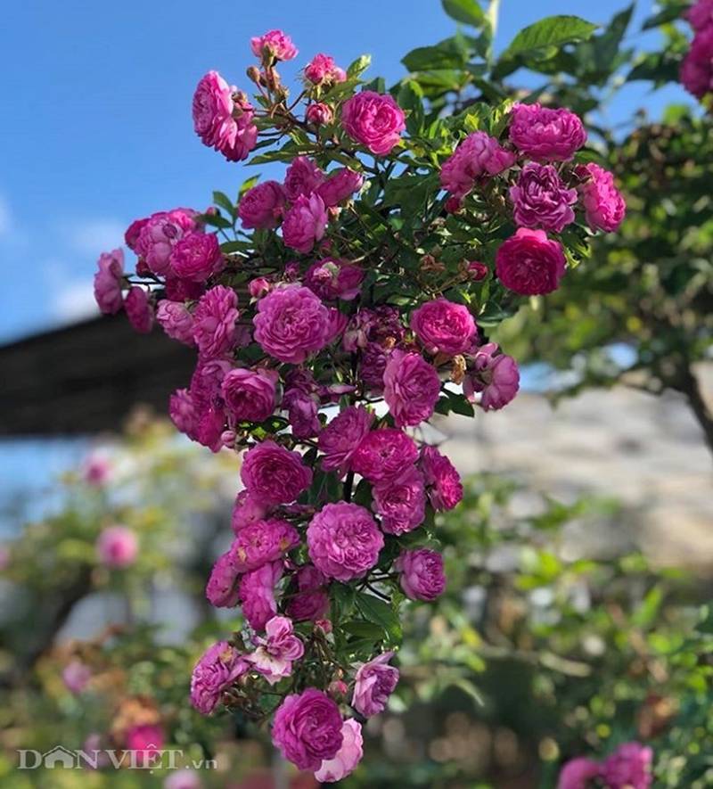 Đột nhập vườn bonsai hoa hồng bạc tỷ của ông chú điển trai-9