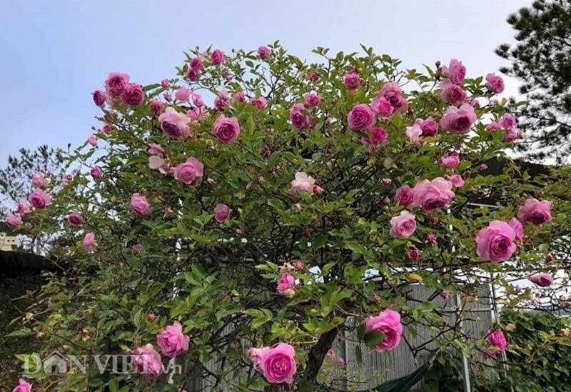 Đột nhập vườn bonsai hoa hồng bạc tỷ của ông chú điển trai-10