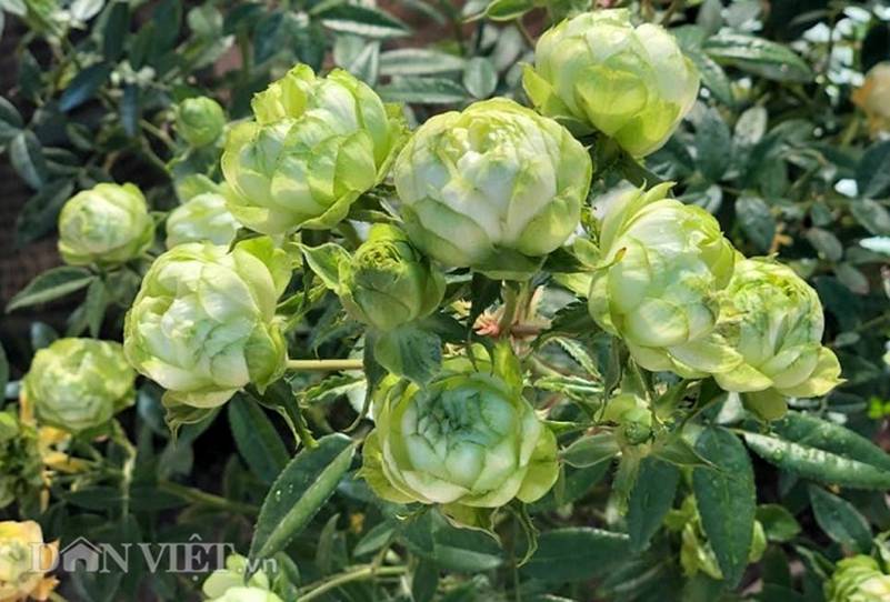 Đột nhập vườn bonsai hoa hồng bạc tỷ của ông chú điển trai-11