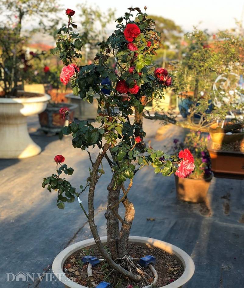 Đột nhập vườn bonsai hoa hồng bạc tỷ của ông chú điển trai-12