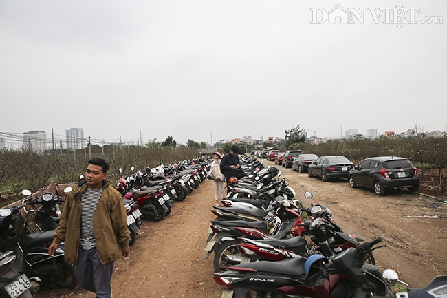 Giới trẻ Hà Nội rủ nhau check-in, chụp ảnh bên hoa đào ngày giáp Tết-2