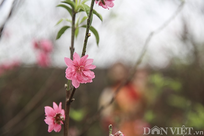 Giới trẻ Hà Nội rủ nhau check-in, chụp ảnh bên hoa đào ngày giáp Tết-3