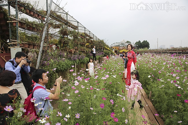 Giới trẻ Hà Nội rủ nhau check-in, chụp ảnh bên hoa đào ngày giáp Tết-7
