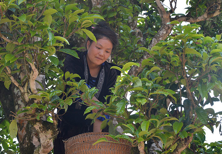 Thương lái Trung Quốc bỗng mua chè cổ thụ giá gấp 3, dân lo sợ-1