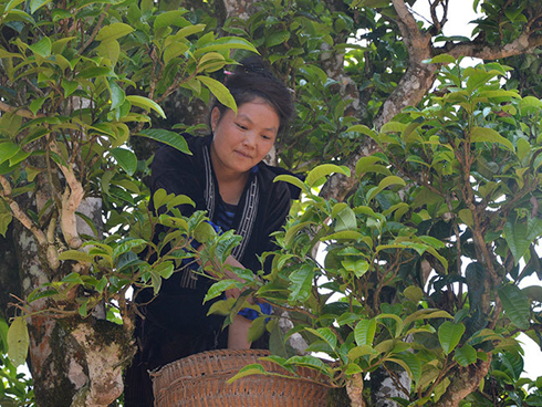 Cánh đồng dâu tằm chín mọng nổi nhất Hà Nội năm nay-10