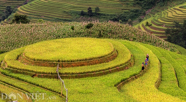 Vẻ đẹp nao lòng ruộng bậc thang vừa được công nhận di tích quốc gia-7
