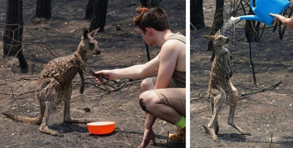 Thương quá tự nhiên ơi: Hình ảnh xót xa cho thấy đại thảm họa cháy rừng tại Úc đang khiến các loài vật bị giày vò kinh khủng đến mức nào-10