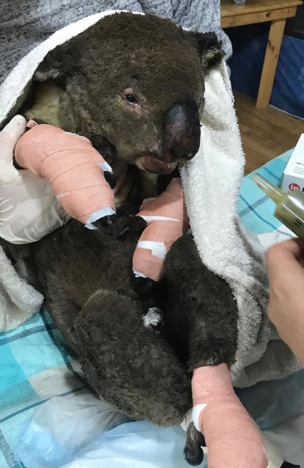 Thương quá tự nhiên ơi: Hình ảnh xót xa cho thấy đại thảm họa cháy rừng tại Úc đang khiến các loài vật bị giày vò kinh khủng đến mức nào-8