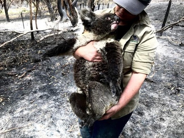 Thương quá tự nhiên ơi: Hình ảnh xót xa cho thấy đại thảm họa cháy rừng tại Úc đang khiến các loài vật bị giày vò kinh khủng đến mức nào-9