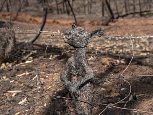 Thương quá tự nhiên ơi: Hình ảnh xót xa cho thấy đại thảm họa cháy rừng tại Úc đang khiến các loài vật bị giày vò kinh khủng đến mức nào-11