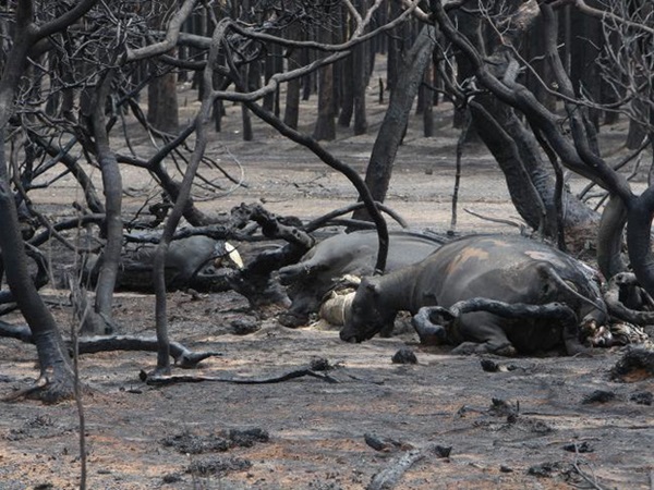 Thương quá tự nhiên ơi: Hình ảnh xót xa cho thấy đại thảm họa cháy rừng tại Úc đang khiến các loài vật bị giày vò kinh khủng đến mức nào-12