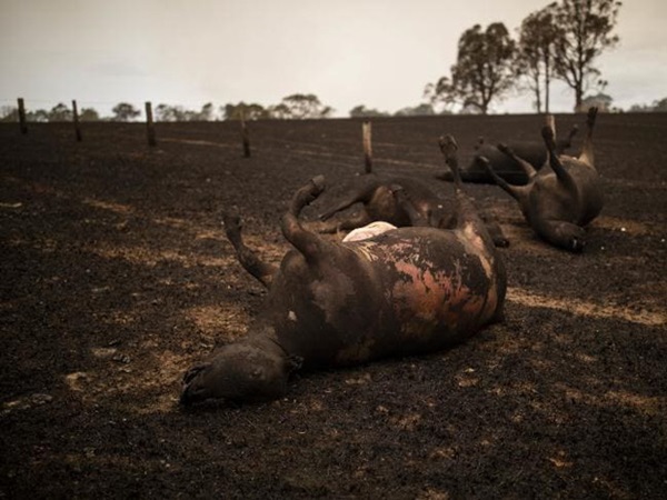 Thương quá tự nhiên ơi: Hình ảnh xót xa cho thấy đại thảm họa cháy rừng tại Úc đang khiến các loài vật bị giày vò kinh khủng đến mức nào-13