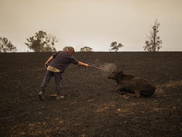 Thương quá tự nhiên ơi: Hình ảnh xót xa cho thấy đại thảm họa cháy rừng tại Úc đang khiến các loài vật bị giày vò kinh khủng đến mức nào-14