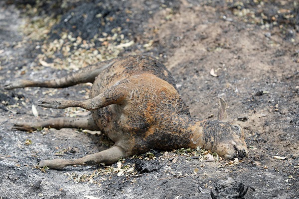 Thương quá tự nhiên ơi: Hình ảnh xót xa cho thấy đại thảm họa cháy rừng tại Úc đang khiến các loài vật bị giày vò kinh khủng đến mức nào-16