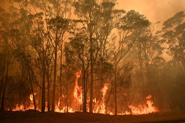 Thương quá tự nhiên ơi: Hình ảnh xót xa cho thấy đại thảm họa cháy rừng tại Úc đang khiến các loài vật bị giày vò kinh khủng đến mức nào-18