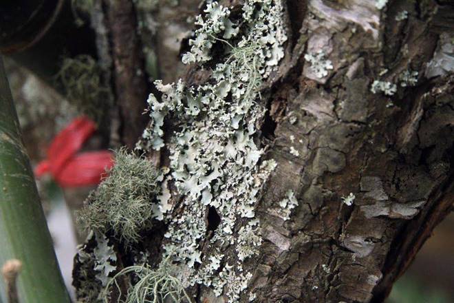 Đào rừng cổ giá cả triệu đồng rộn ràng khắp phố Hà Nội phục vụ Tết Nguyên đán-11