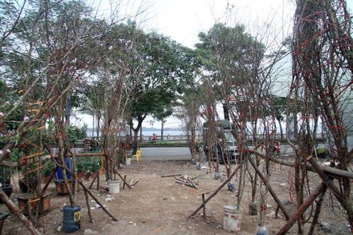 Đào rừng cổ giá cả triệu đồng rộn ràng khắp phố Hà Nội phục vụ Tết Nguyên đán-3