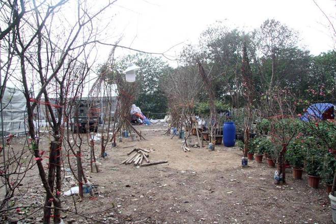 Đào rừng cổ giá cả triệu đồng rộn ràng khắp phố Hà Nội phục vụ Tết Nguyên đán-4