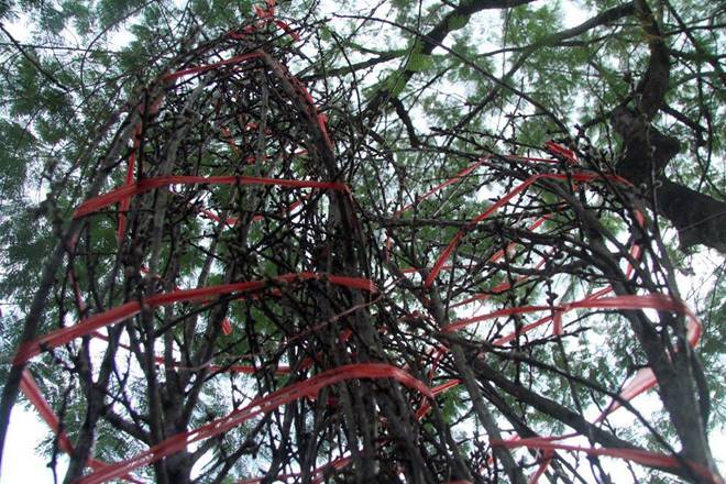 Đào rừng cổ giá cả triệu đồng rộn ràng khắp phố Hà Nội phục vụ Tết Nguyên đán-7