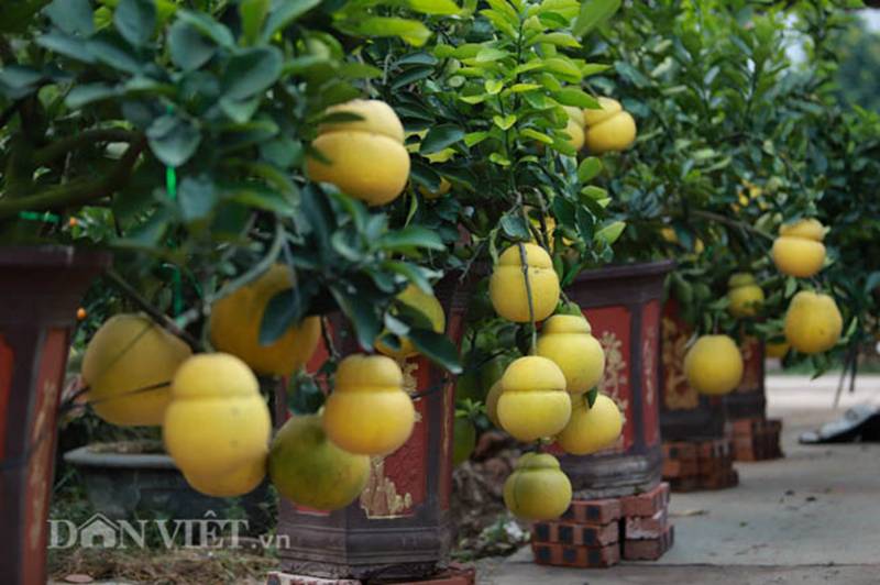 Vườn bưởi cảnh hồ lô độc đáo giá tiền triệu hút khách dịp Tết-11