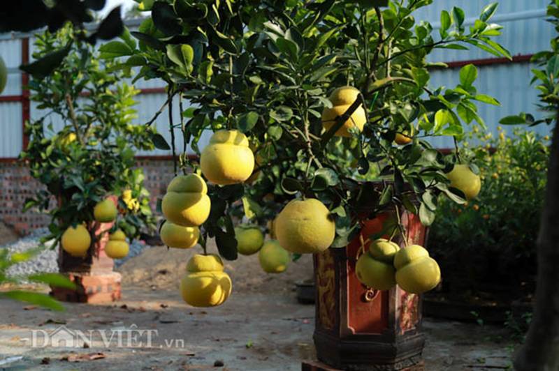 Vườn bưởi cảnh hồ lô độc đáo giá tiền triệu hút khách dịp Tết-2
