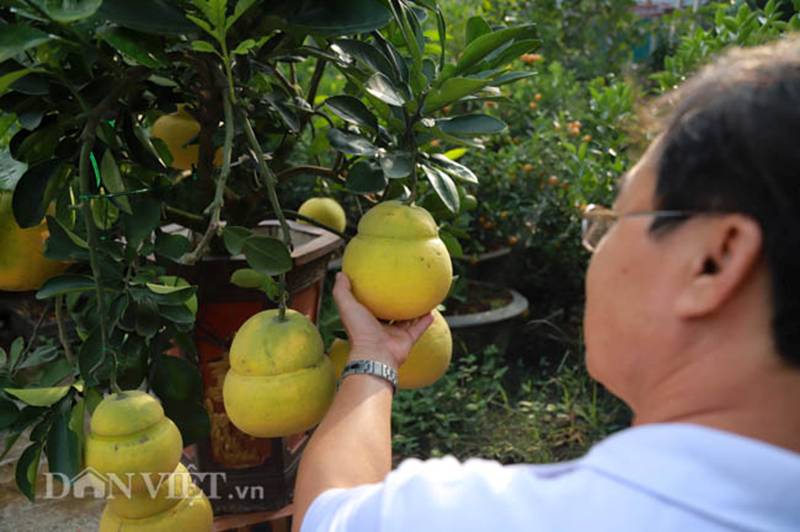 Vườn bưởi cảnh hồ lô độc đáo giá tiền triệu hút khách dịp Tết-7