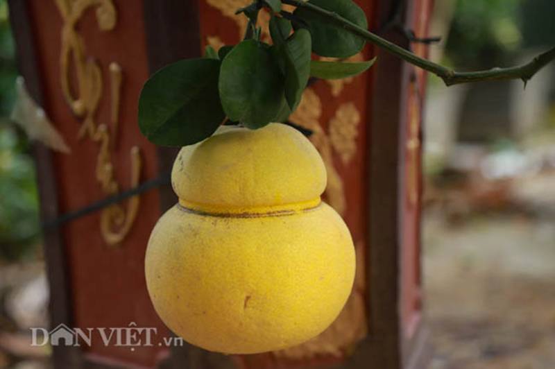 Vườn bưởi cảnh hồ lô độc đáo giá tiền triệu hút khách dịp Tết-8