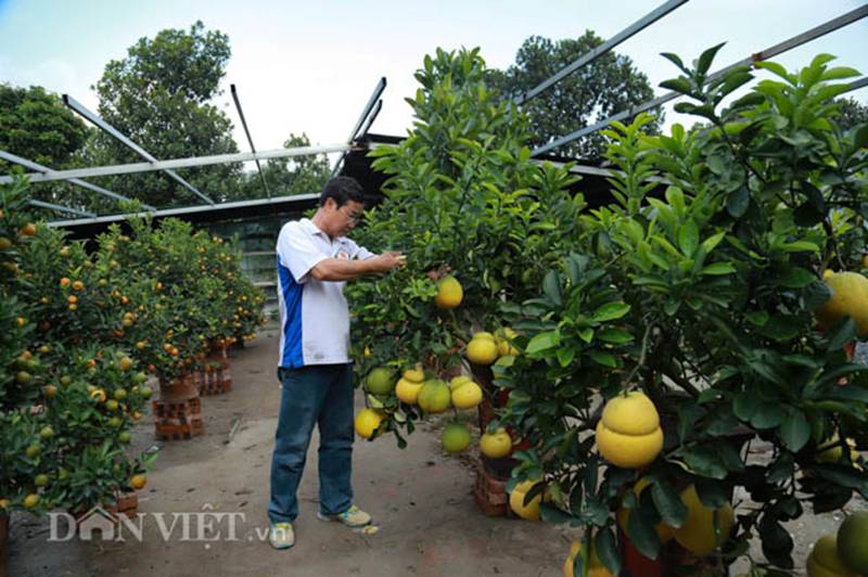 Vườn bưởi cảnh hồ lô độc đáo giá tiền triệu hút khách dịp Tết-9