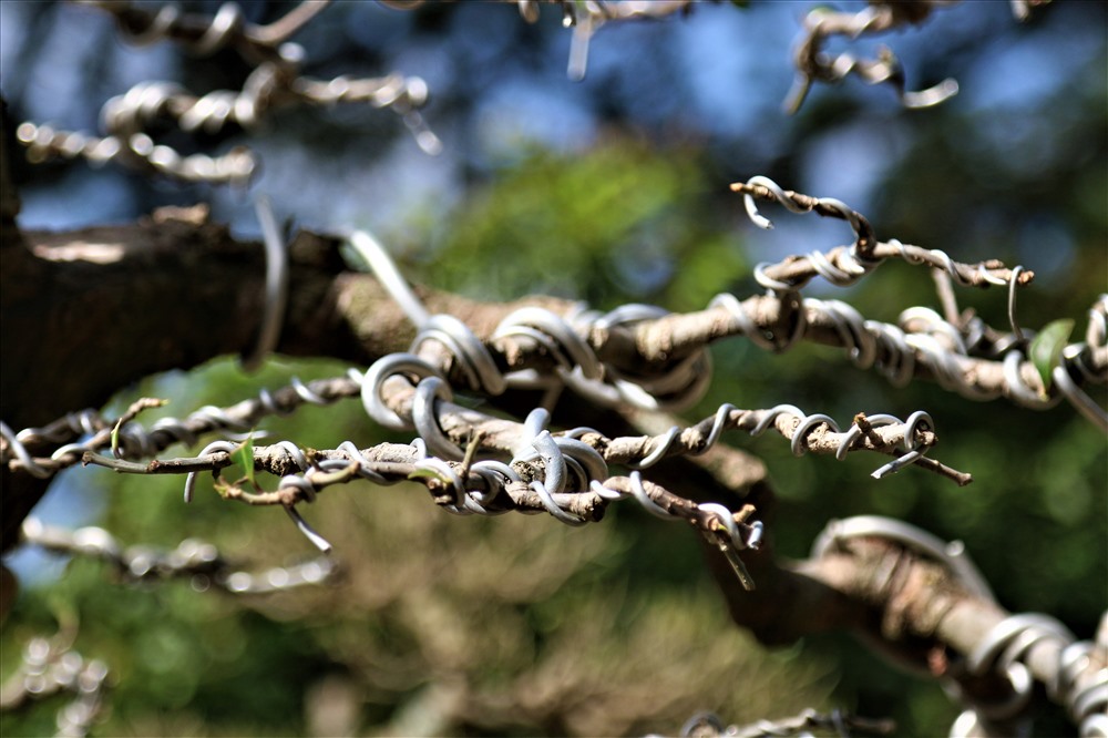 Cây khế 19 thân cực kỳ hiếm, khách trả hơn 300 triệu vẫn chưa bán-11