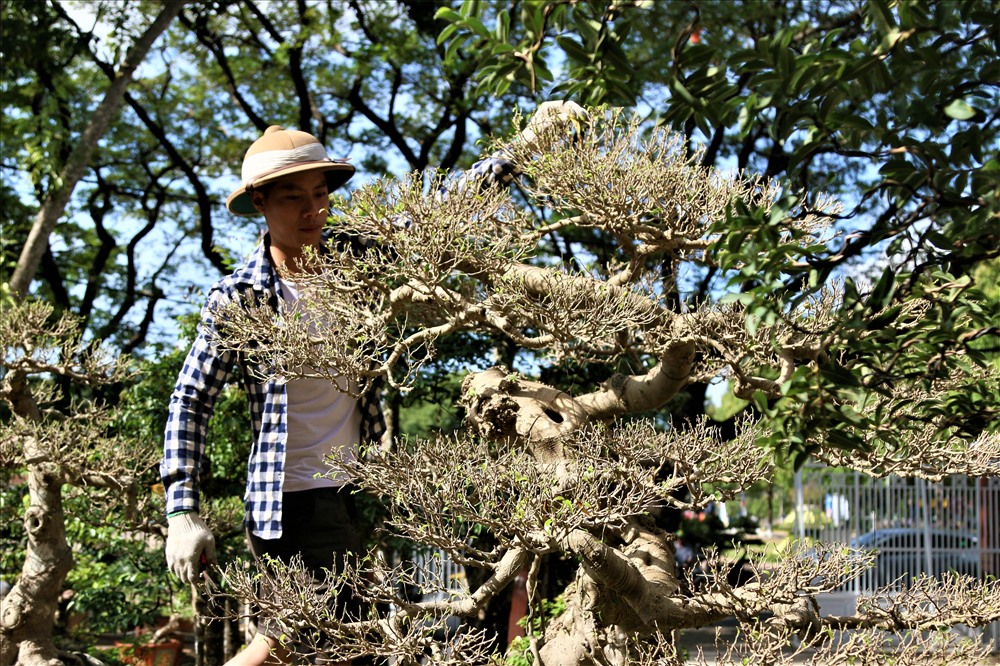 Cây khế 19 thân cực kỳ hiếm, khách trả hơn 300 triệu vẫn chưa bán-12