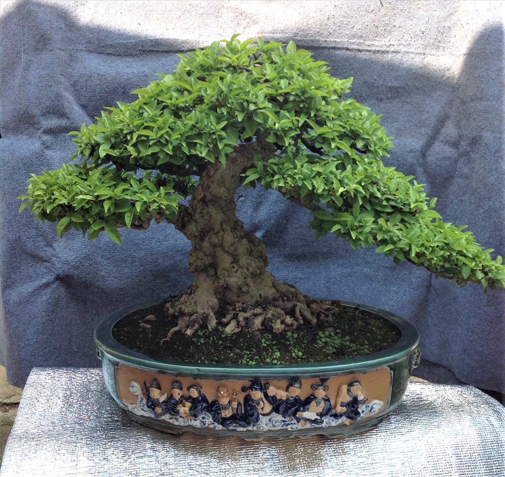 Cây khế 19 thân cực kỳ hiếm, khách trả hơn 300 triệu vẫn chưa bán-14