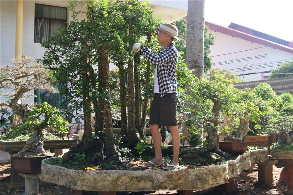 Cây khế 19 thân cực kỳ hiếm, khách trả hơn 300 triệu vẫn chưa bán-2