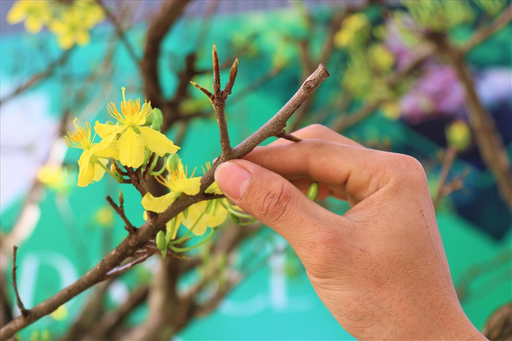 Cây khế 19 thân cực kỳ hiếm, khách trả hơn 300 triệu vẫn chưa bán-8