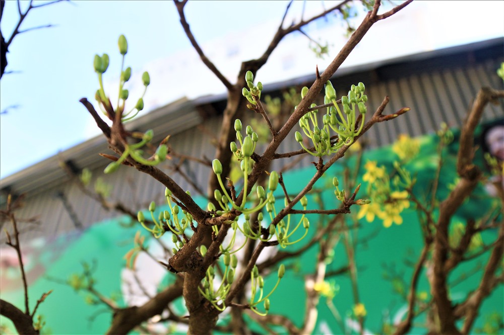 Cây khế 19 thân cực kỳ hiếm, khách trả hơn 300 triệu vẫn chưa bán-9