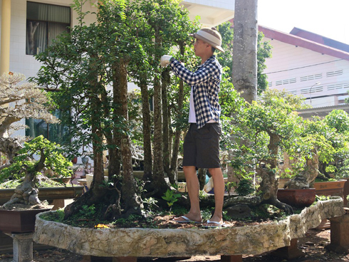 Cây khế độc nhất vô nhị có giá 3 tỷ đồng của đại gia Phú Thọ-14