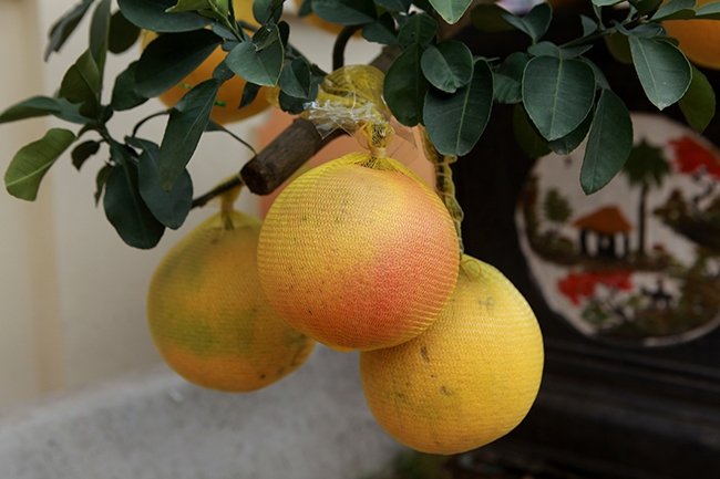 Bưởi Diễn hình thỏi vàng in chữ Tài - Lộc giá 1,5 triệu/cặp chơi Tết-10