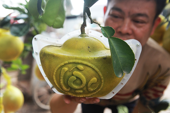 Bưởi Diễn hình thỏi vàng in chữ Tài - Lộc giá 1,5 triệu/cặp chơi Tết-11