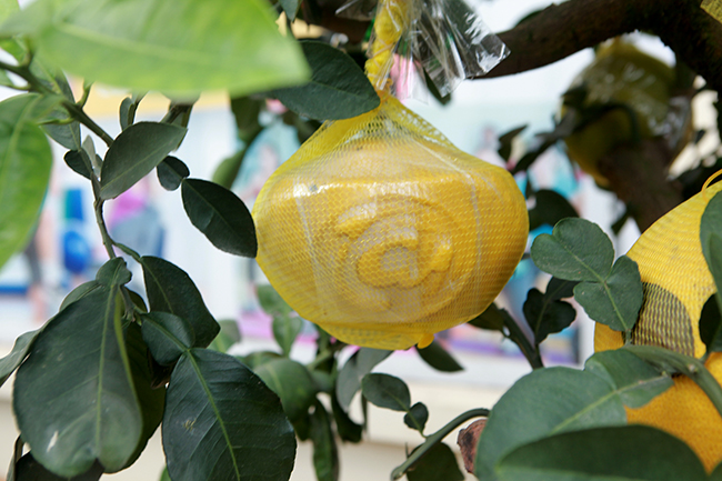 Bưởi Diễn hình thỏi vàng in chữ Tài - Lộc giá 1,5 triệu/cặp chơi Tết-4