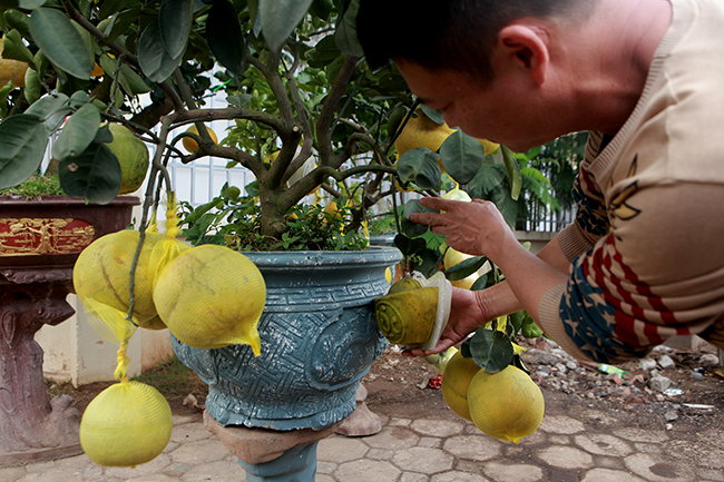 Bưởi Diễn hình thỏi vàng in chữ Tài - Lộc giá 1,5 triệu/cặp chơi Tết-5