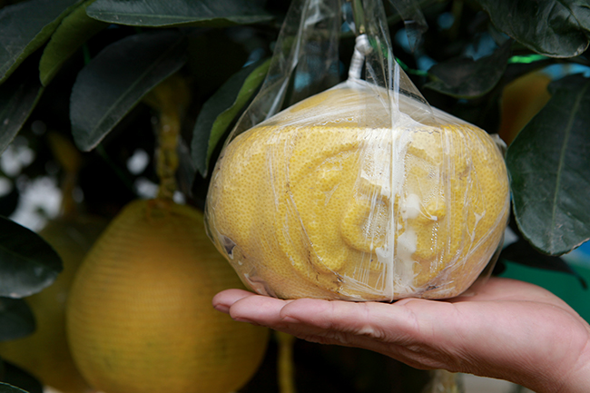 Bưởi Diễn hình thỏi vàng in chữ Tài - Lộc giá 1,5 triệu/cặp chơi Tết-6