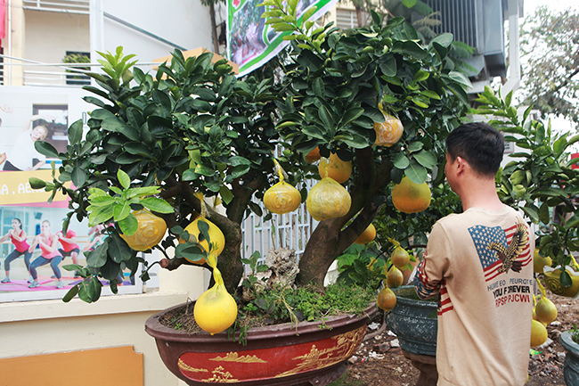 Bưởi Diễn hình thỏi vàng in chữ Tài - Lộc giá 1,5 triệu/cặp chơi Tết-7