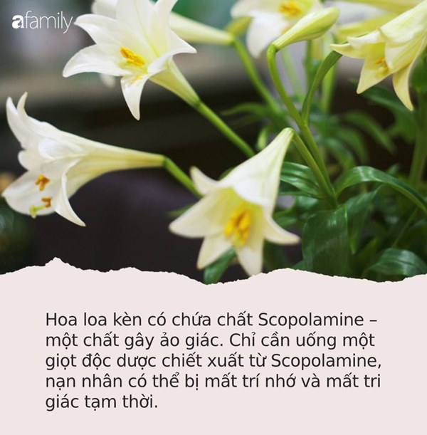 Cận Tết, điểm danh lại những loại hoa đẹp rực rỡ nhưng phải hết sức thận trọng vì có thể khiến mất trí nhớ thậm chí gây chết người rất nhanh-1