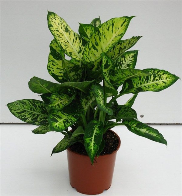 Cận Tết, điểm danh lại những loại hoa đẹp rực rỡ nhưng phải hết sức thận trọng vì có thể khiến mất trí nhớ thậm chí gây chết người rất nhanh-7