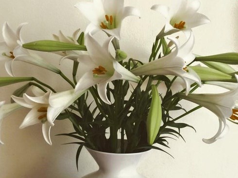 Cận Tết, điểm danh lại những loại hoa đẹp rực rỡ nhưng phải hết sức thận trọng vì có thể khiến mất trí nhớ thậm chí gây chết người rất nhanh