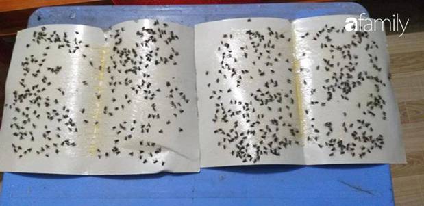 Ruồi, muỗi bủa vây nhà dân ở làng quê nghi vấn do bãi rác không xử lý đúng quy trình-2