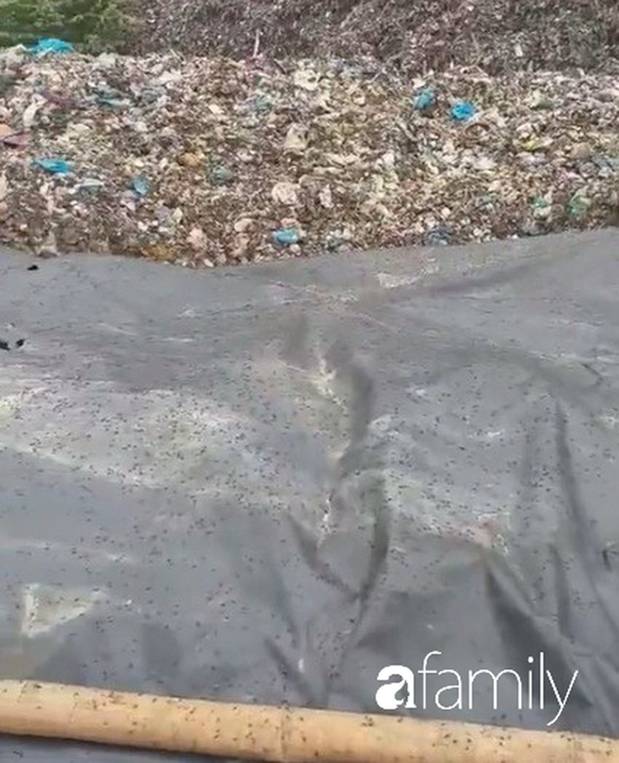 Ruồi, muỗi bủa vây nhà dân ở làng quê nghi vấn do bãi rác không xử lý đúng quy trình-5