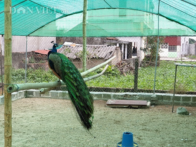 Hotgirl Nam Định luyện chim công múa, bán mỗi cặp cả nghìn đô-2