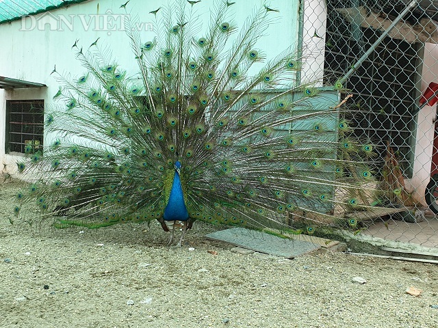 Hotgirl Nam Định luyện chim công múa, bán mỗi cặp cả nghìn đô-5