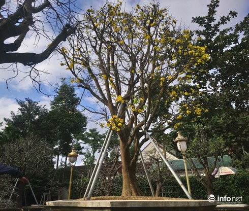 Cây hoàng mai trên 200 năm tuổi bung hoa vàng chóe, giá khoảng 5 tỷ-1