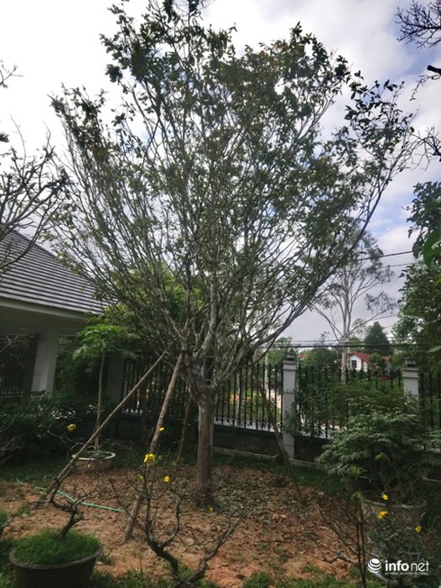 Cây hoàng mai trên 200 năm tuổi bung hoa vàng chóe, giá khoảng 5 tỷ-10